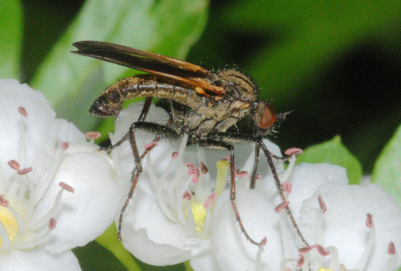 Empis da conffermare o smenttire